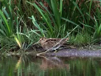 Foto: Watersnip [Gallinago gallinago] Vockestaert Schiedam (2013)  
